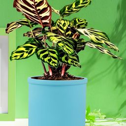 LASAKI Aqua Blue Ceramic Gloria Planter-image-95