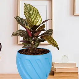 LASAKI Blue Textured Ceramic Planter Holder-28