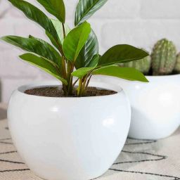 White Metal Indoor and Outdoor Desk Pot (Set of 2) By Homesake-picture-35