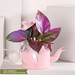 Colorful Money Plant Medley in Pink Kettle-image-48