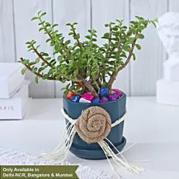 Jade Opulence-image-81