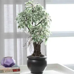 fourwalls Plastic Ams White Bonsai Artifical With Pot Artificial Plant-picture-3