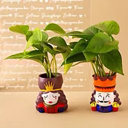 Money Plant King N Queen Pot Set Hand Delivery-36