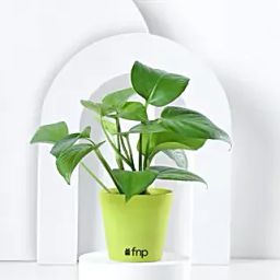 Money Plant In Heart Pot Hand Delivery-image-41