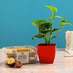 Money Plant Ferrero Rocher Combo Hand Delivery-11