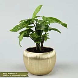 Syngonium Plant In Gold Metal Finish Pot Hand Delivery-image-68