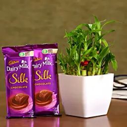 Two Layer Bamboo Plant And Dairy Milk Silk Combo-14