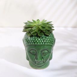 Eichveria Plant In Ceramic Buddha Pot-image-87