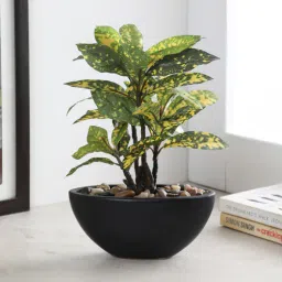 fourwalls Fabric Multicolour Croton Daisy In A Ceramic Pot Artificial Plant-picture-43