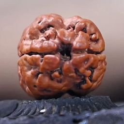 Astro Cart 2 Mukhi Rudraksha Original Beads 2 Faced Nepal by Lab Certified image 1