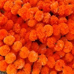 WELL ART GALLERY Red 10 Pieces Marigold Garlands Artificial Flower-image-25