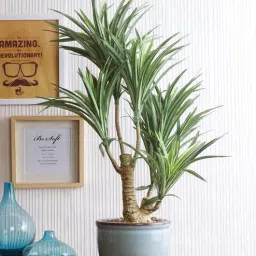 fourwalls Ceramic Green Ceramic & Yucca With Pot Artificial Plants-picture-20