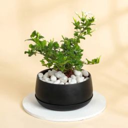 Jasmine Plant With Black Planter-image-21