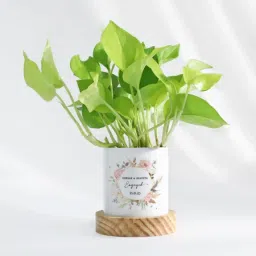 Eternity Bloom - Money Plant With Pot - Personalized-image-45