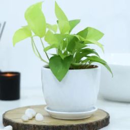 Money Plant With White Planter And Plate-image-64