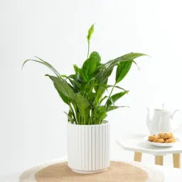 Peace Lily In A Minimalist White Planter-image-56