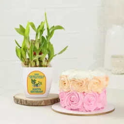 Stunning Two-Layered Bamboo Plant And Mini Birthday Cake-image-5