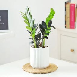ZZ Plant In Ribbed White Planter-image-69