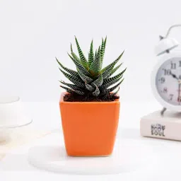 Lush Zebra Succulent With Orange Ceramic Planter-image-23