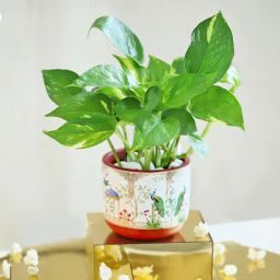 Roots of Fortune-image-5