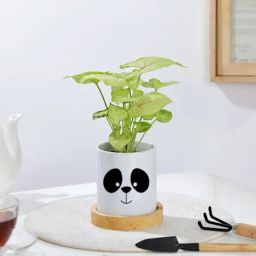 Syngonium Plant In Panda Ceramic Planter-picture-14