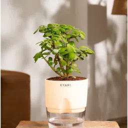 kyari Jade Plant With Self Watering Pot- Cream-picture-49