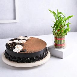 Choco Truffle Cake N Bamboo Plant-33