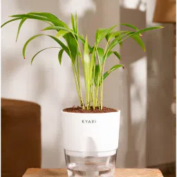 kyari Areca Palm Plant With Pot-White-picture-0
