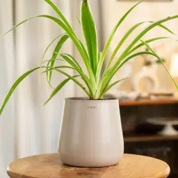 kyari Spider With Aura Pot- Cream-picture-7