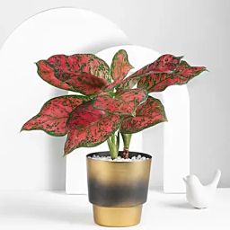 Scarlet Aglaonema Plant-image-44