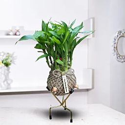 Two Layer Bamboo Kokedama-11