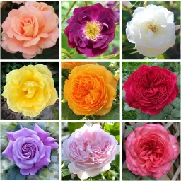 ATS-50 - Mix Color Climbing Rose - (900 Seeds) Seed-picture-11