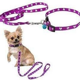 sip Nylon Paw Print 10MM Collar Set for Puppies small Dog & Cat Collar & Leash image 3