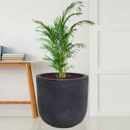 nora Big Iris Black Polyethylene Floor Planter-picture-39