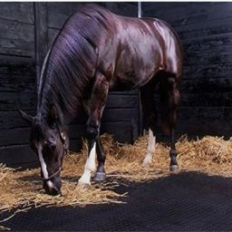 A14Black Cow Mat For all animals, BPA Free, Easy Clean And Waterproof Size 8*5 | Cow, Hamster Pet Mat-image-79