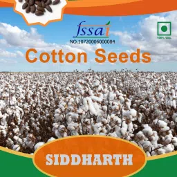 Cotton Seeds Seed-picture-18