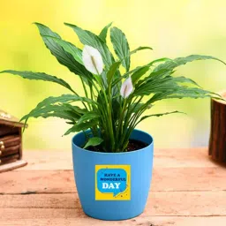 nurserylive Peace Lily Meyer Natural Plant-picture-47