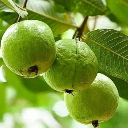 ™️Hybrid Guava (Amrood) Fruit Seed-image-28
