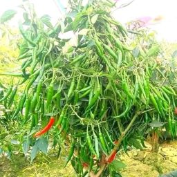 Greeen Chili Seed-image-38