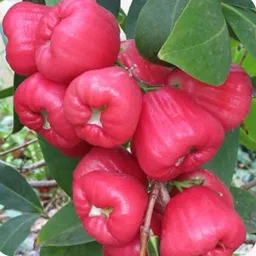 Water Apple Red Plant-24