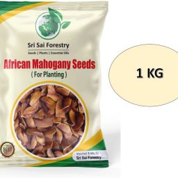 Mahogany Tree Seeds, African Mahogany Seed-image-15