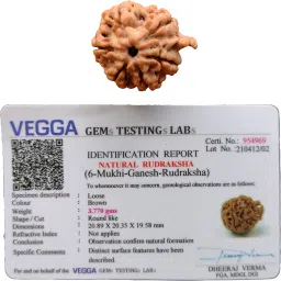Ganesh Rudraksha 6 Mukhi Nepali Lab Certified Size 20-22 mm Natural Brown Color Wood Pendant-image-76