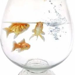 Fish Bowl Glass Round Ends Aquarium Tank-9