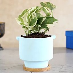 White Pothos Plant In Blue Ceramic Pot-33