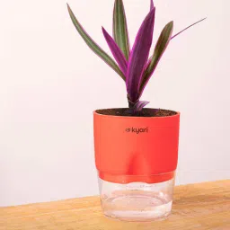 kyari Rhoeo Tricolor With Self Watering Pot - Red Variant-picture-13