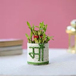 Lucky Bamboo Plant to Mom-3
