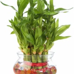 Green 2 Layer Lucky Bamboo plant with Big Round Glass Pot and Colored Jelly Balls Seed-54