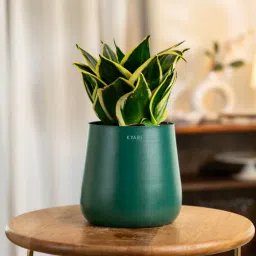 kyari Sansevieria Golden Hahnii Snake Plant With Aura Metal Pot-Green-picture-13