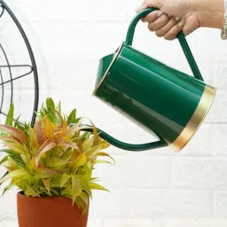 Green Metal 1.5 L Watering Can By Gold Dust-picture-22