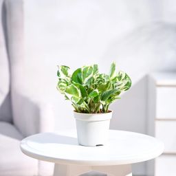 Njoy Money Plant-image-62